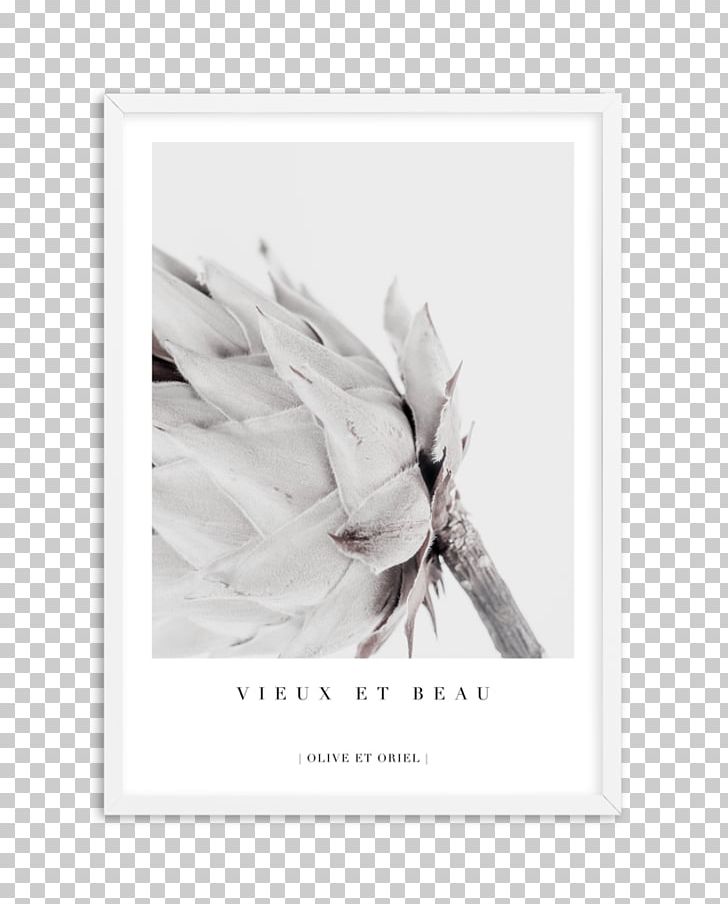 King Protea Petal Art Botany Flower PNG, Clipart, Addition, Art, Botany, Calendar, Feather Free PNG Download