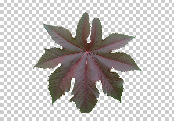 Leaf Cannabis Texture Mapping Plant PNG, Clipart, Cannabis, Desktop Wallpaper, Fern, Flower, Information Free PNG Download