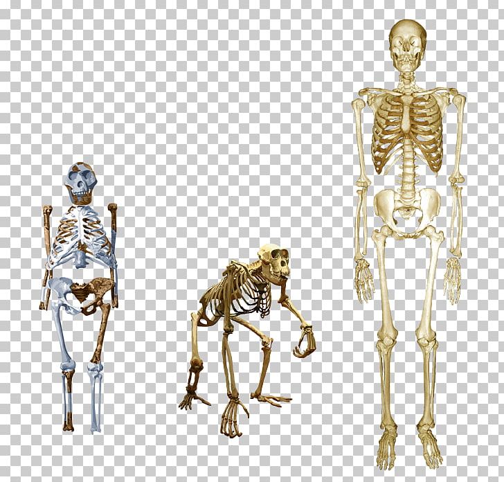 Chimpanzee Homo Sapiens Australopithecus Afarensis Human Skeleton Lucy PNG, Clipart, Anatomy, Australopithecine, Australopithecus Afarensis, Bipedalism, Chimpanzee Free PNG Download