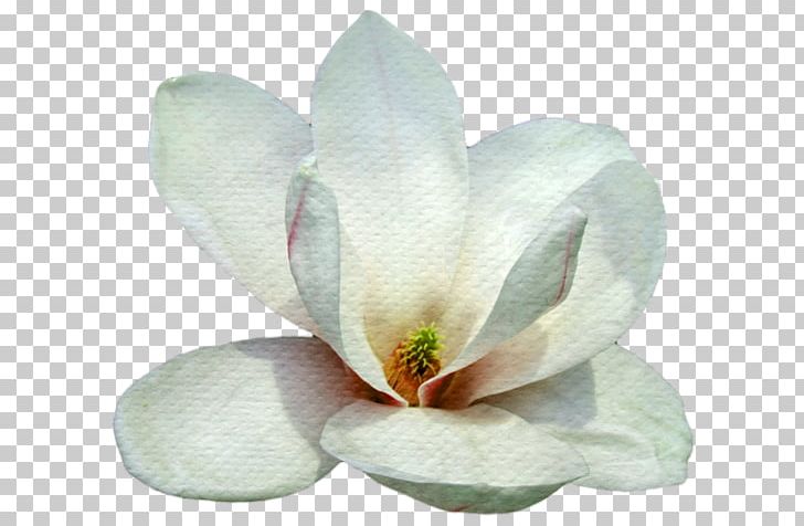 Petal Blogger Magnolia PNG, Clipart, Beyaz Cicek, Blogger, Cicek, Cicek Resmi, Flower Free PNG Download