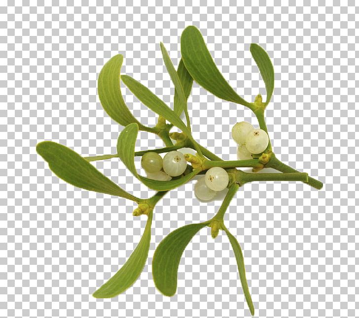 Viscum Album Mistletoe Plants Anthroposophic Medicine Kiss PNG, Clipart, Branch, Christmas Day, Flora, Flower, Flowering Plant Free PNG Download