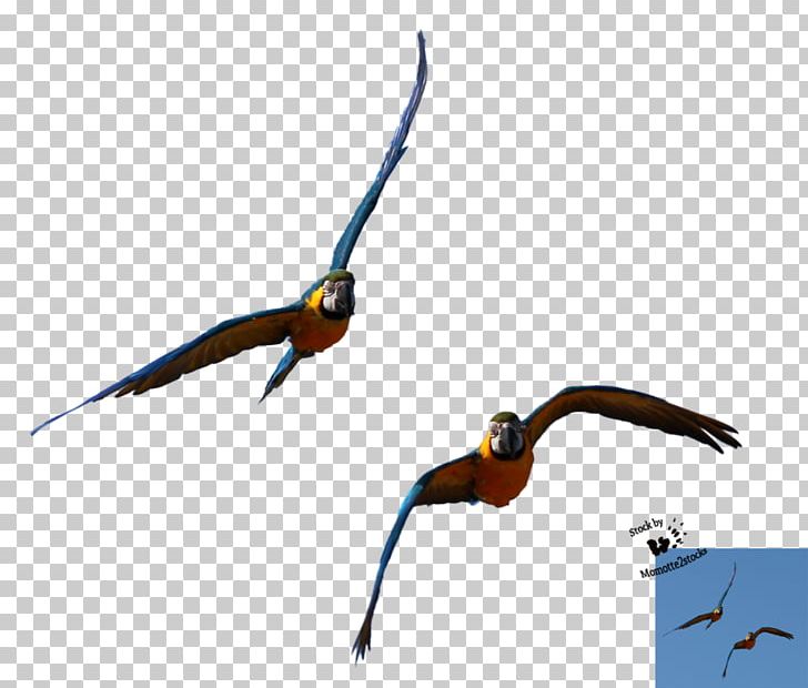 Beak Parrot Hyacinth Macaw Conure PNG, Clipart, Animals, Beak, Bird, Conure, Falcon Free PNG Download