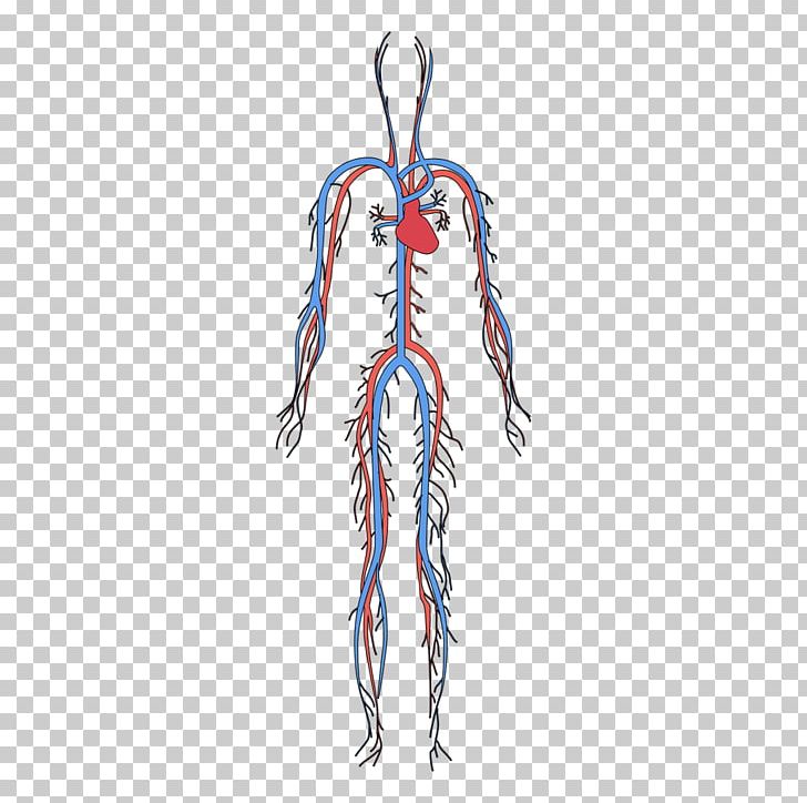 Circulatory System Human Body Blood Vessel Organ System PNG, Clipart, Anatomy, Blood, Blood , Heart, Human Free PNG Download