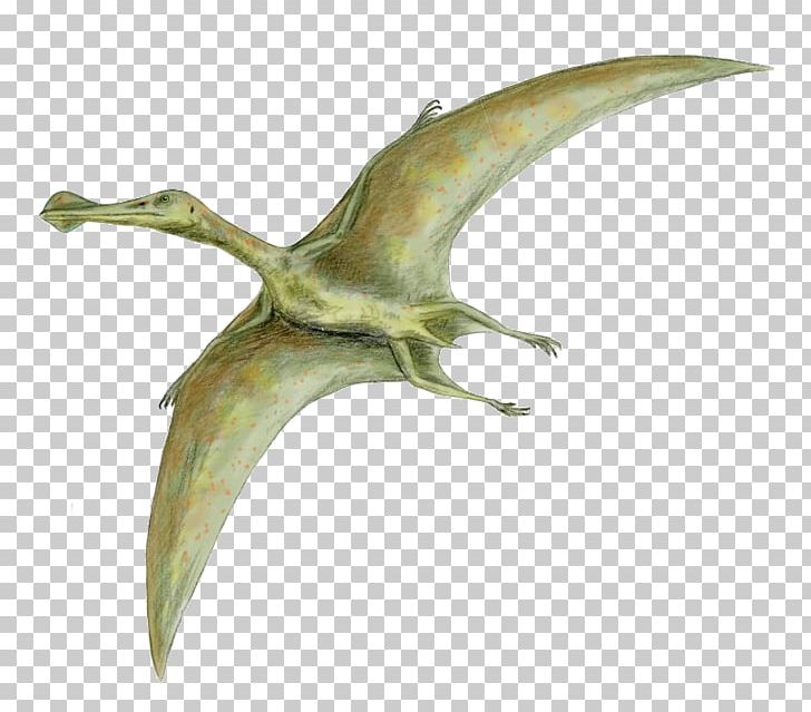 Dinosaur Size Quetzalcoatlus Flight Pterosaurs Rhamphorhynchus PNG, Clipart, Animals, Beak, Bird, Darwinopterus, Dinosaur Free PNG Download