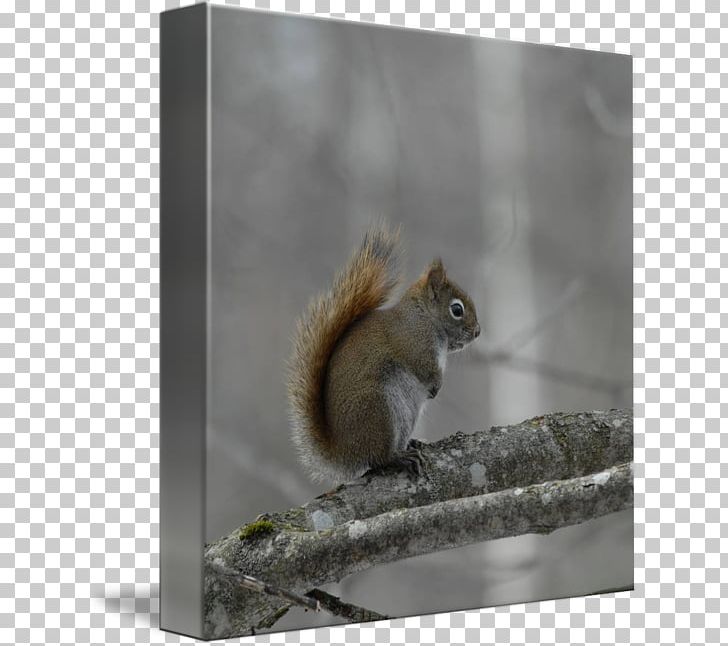 Fox Squirrel Snout Tail PNG, Clipart, Animals, Fauna, Fox Squirrel, Mammal, Red Squirrel Free PNG Download