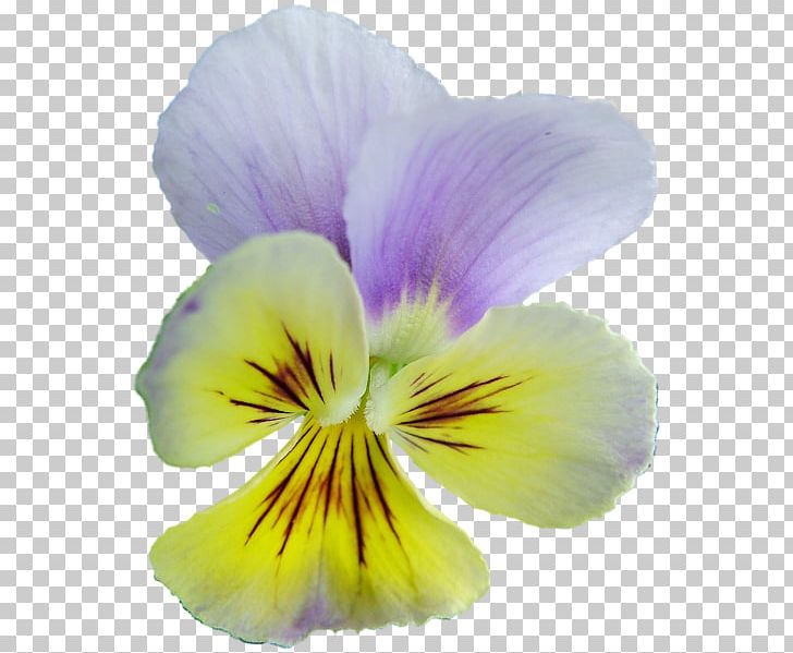 Pansy Violet Archive File PNG, Clipart, Archive File, Flower, Flowering Plant, Nature, Pansy Free PNG Download