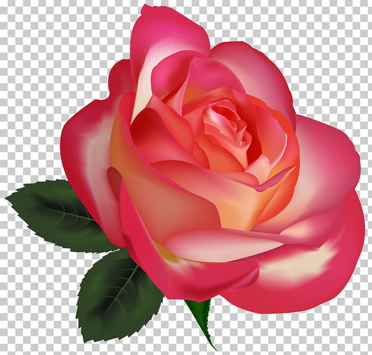 Best Roses Flower PNG, Clipart, Best, Best Roses, Black Rose, China Rose, Clip Free PNG Download
