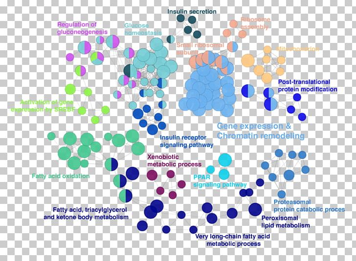 DNA Methylation Organism Epigenetics Histone Metabolism PNG, Clipart, Blue, Brand, Circle, Diabetes Mellitus Type 2, Diagram Free PNG Download