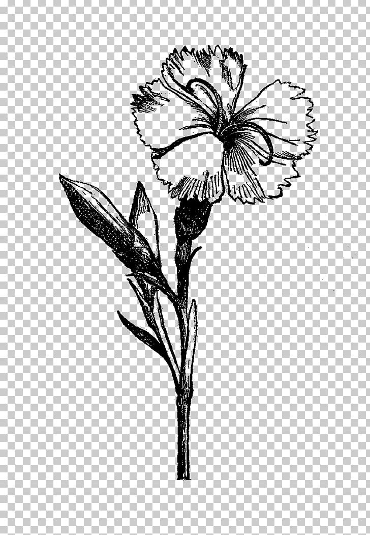 Flower Drawing Visual Arts Black And White PNG, Clipart, Art, Botanical Illustration, Branch, Cut Flowers, Drawing Free PNG Download