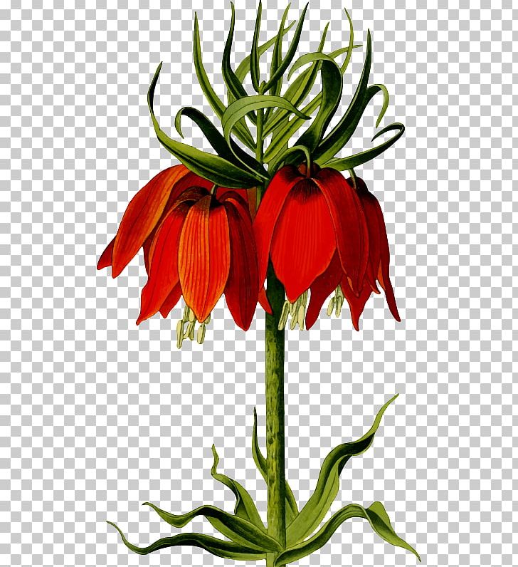 Fritillaria Imperialis Floral Design Flower Computer Icons PNG, Clipart, Computer Icons, Crown Imperial, Cut Flowers, Desktop Wallpaper, Drawing Free PNG Download