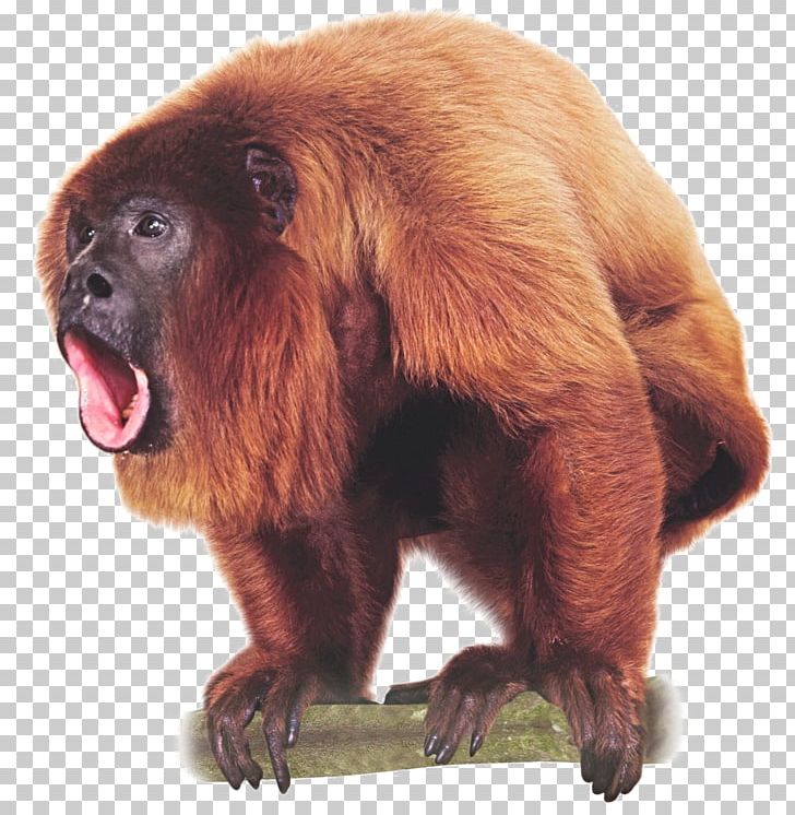 Primate Venezuelan Red Howler Monkey Ape PNG, Clipart, Alouattinae, Ape, Beaver, Black Howler, Brown Howler Free PNG Download