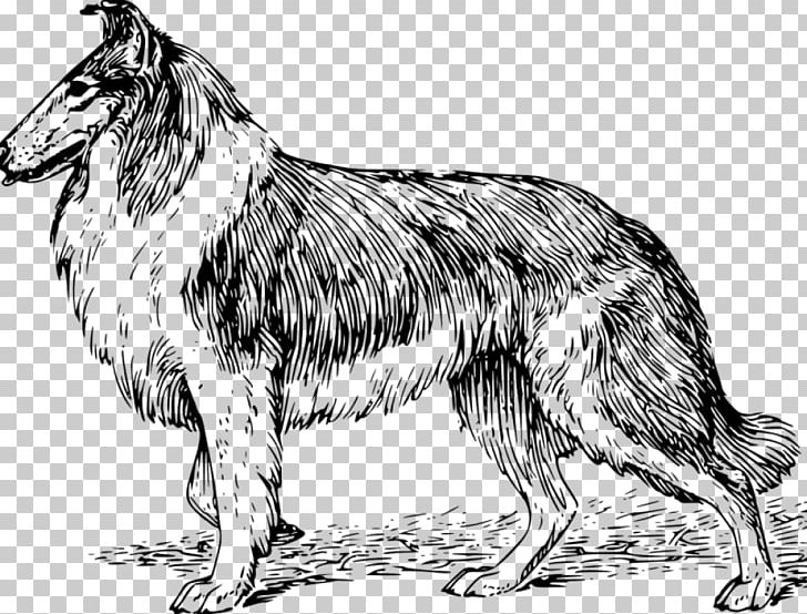 Rough Collie Border Collie Puppy German Shepherd Dobermann PNG, Clipart, Animals, Black And White, Border Collie, Breed, Carnivoran Free PNG Download