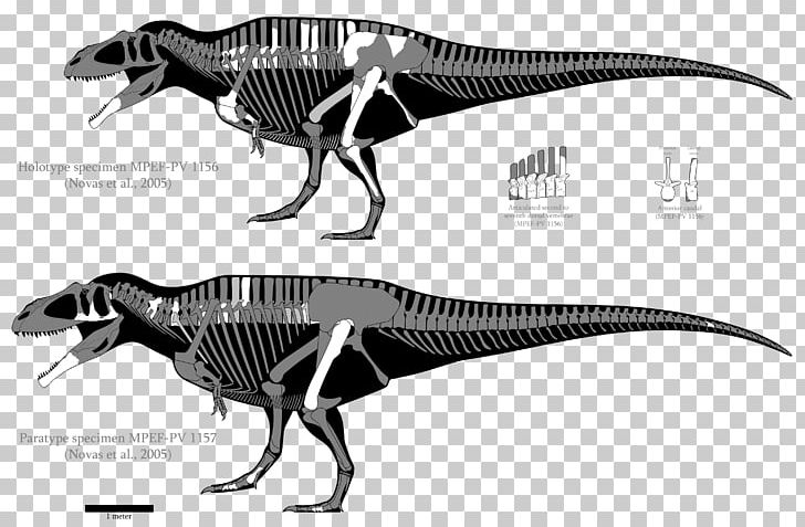Tyrannosaurus Carcharodontosaurus Acrocanthosaurus Tyrannotitan Giganotosaurus PNG, Clipart, Acrocanthosaurus, Allosaurus, Black And White, Carcharodontosauridae, Carcharodontosaurus Free PNG Download