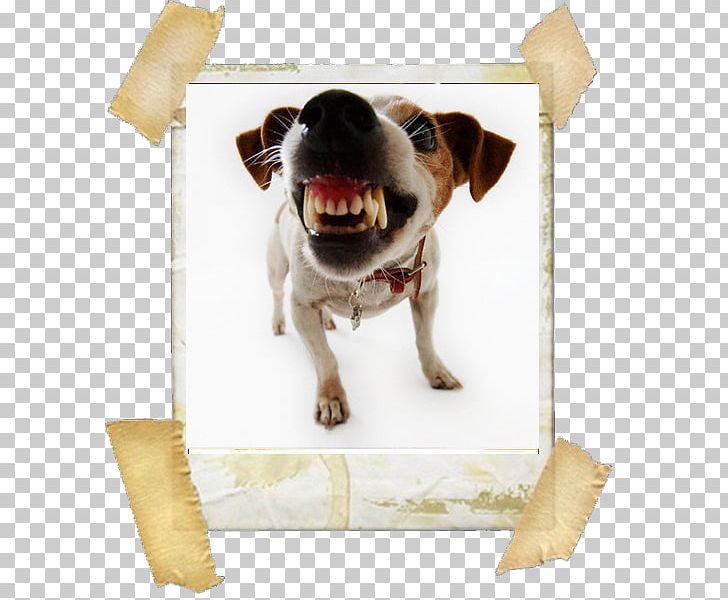 Zen Dog Pet Boutique Jack Russell Terrier Cat Dog Grooming Dog Aggression PNG, Clipart, Aggression, Bark, Biting, Carnivoran, Cat Free PNG Download