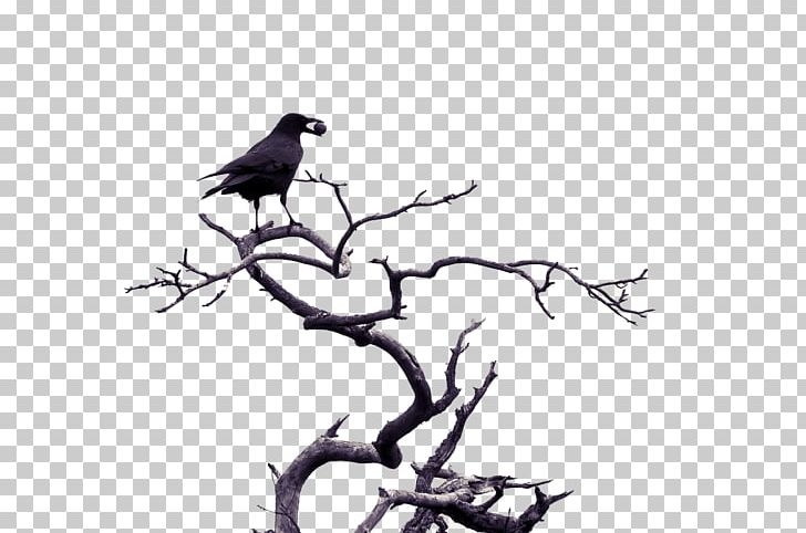 Bird Love Pixabay Illustration PNG, Clipart, Animals, Antiquity, Art, Background Black, Beak Free PNG Download