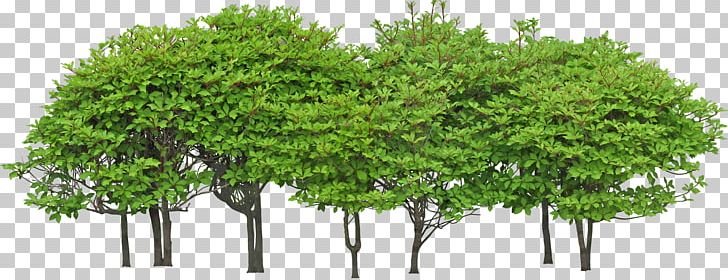 Tree Green Shrub PNG, Clipart, 3d Computer Graphics, Branch, Download, Evergreen, Forest Free PNG Download