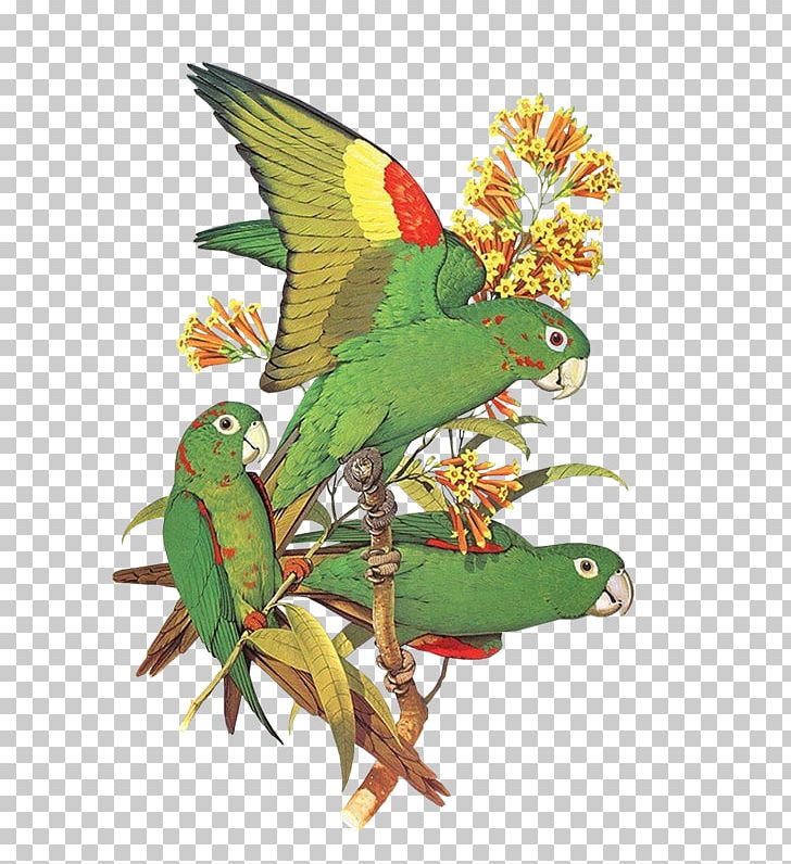Budgerigar Bird Macaw Parakeet PNG, Clipart, Animal, Art, Beak, Bird, Budgerigar Free PNG Download