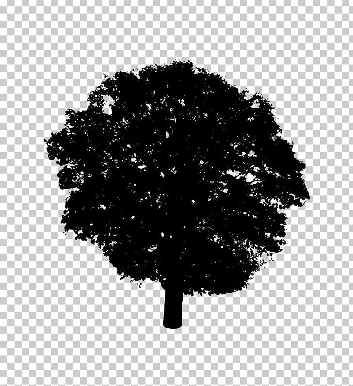 Tree Silhouette Black And White PNG, Clipart, Black, Black And White, Computer Icons, Download, Leaf Free PNG Download