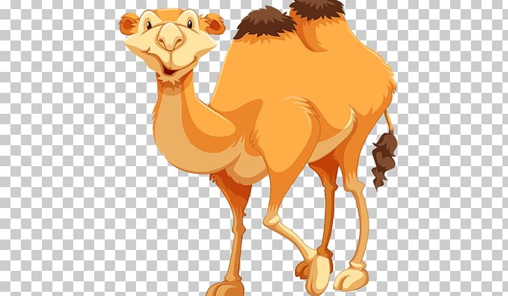 Camel Drawing PNG, Clipart, Animals, Arabian Camel, Camel, Camel Clipart, Camel Like Mammal Free PNG Download