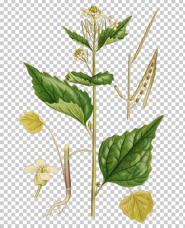 Garlic Mustard Biennial Plant Botany Silique PNG, Clipart, Biennial Plant, Botany, Bugleweed, Flora, Flower Free PNG Download