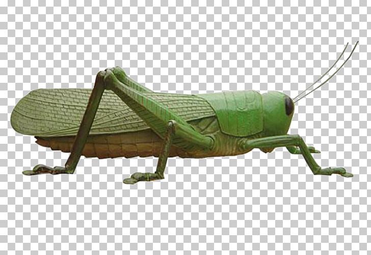 Grasshopper Locust Insect Caelifera PNG, Clipart, Animal, Arthropod, Caelifera, Cricket Like Insect, Fauna Free PNG Download