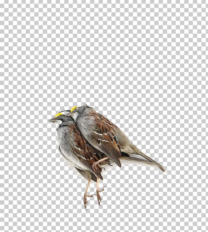 House Sparrow Bird Finch Lark PNG, Clipart, Animal, Animals, Beak, Bed, Dead Free PNG Download