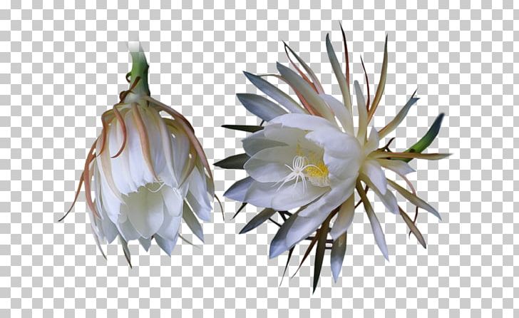 Large-flowered Cactus Queen Of The Night Three-letter Acronym PNG, Clipart, Blog, Cactaceae, Cactus, Caryophyllales, Cicekler Free PNG Download