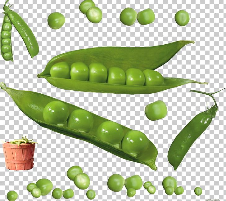 Snow Pea Common Bean Silique Drawing PNG, Clipart, Common Bean, Drawing, Food, Free, Fruit Free PNG Download