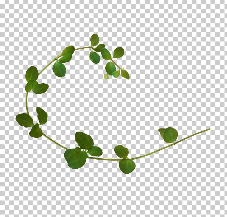 Vine Plant PNG, Clipart, Art, Branch, Data Compression, Desktop Wallpaper, Download Free PNG Download