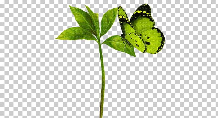 Butterfly Pieridae Animal PNG, Clipart, Animal, Arthropod, Birka, Blog, Brush Footed Butterfly Free PNG Download