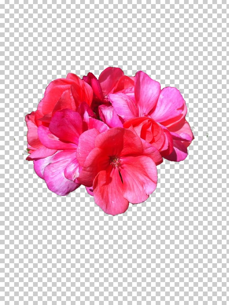 Flower Petal Superimposition Rose PNG, Clipart, Azalea, Cut Flowers, Flower, Flowering Plant, Herbaceous Plant Free PNG Download