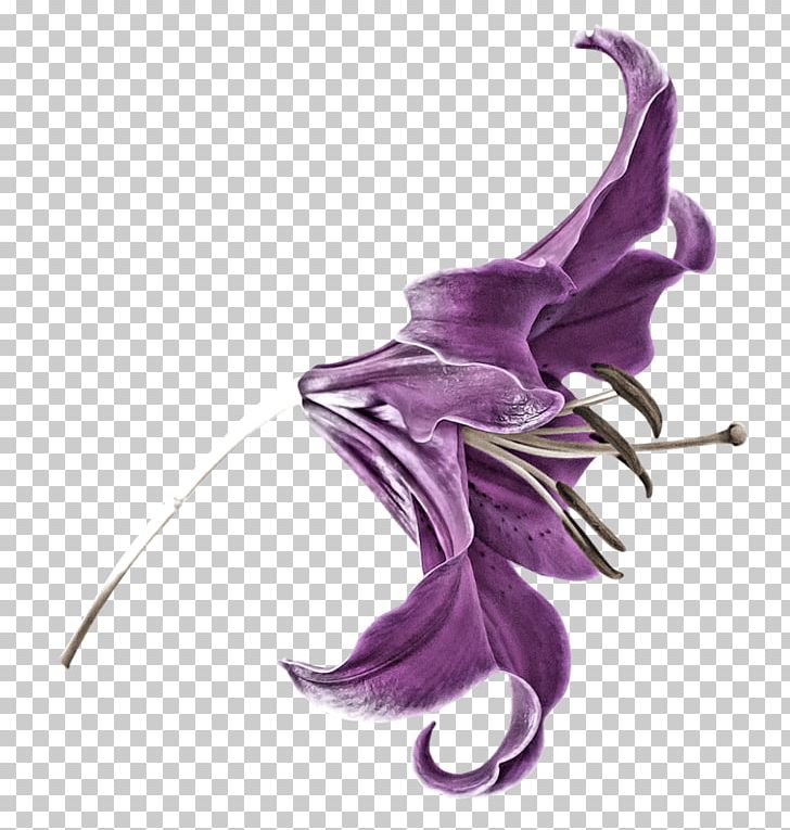 Petal Purple Flower Lilium PNG, Clipart, Art, Flower, Leaf, Lilac, Lilium Free PNG Download