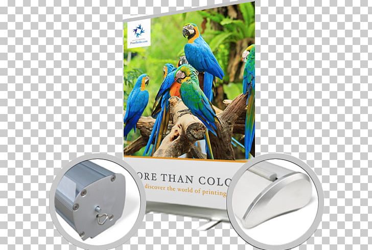 Macaw Advertising Technology Parakeet PNG, Clipart, Advertising, Beak, Fauna, Macaw, Parakeet Free PNG Download