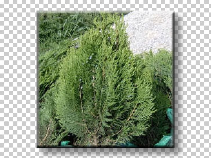 Juniper Arborvitae Evergreen Oriental Arbor-vitae Conifers PNG, Clipart,  Free PNG Download