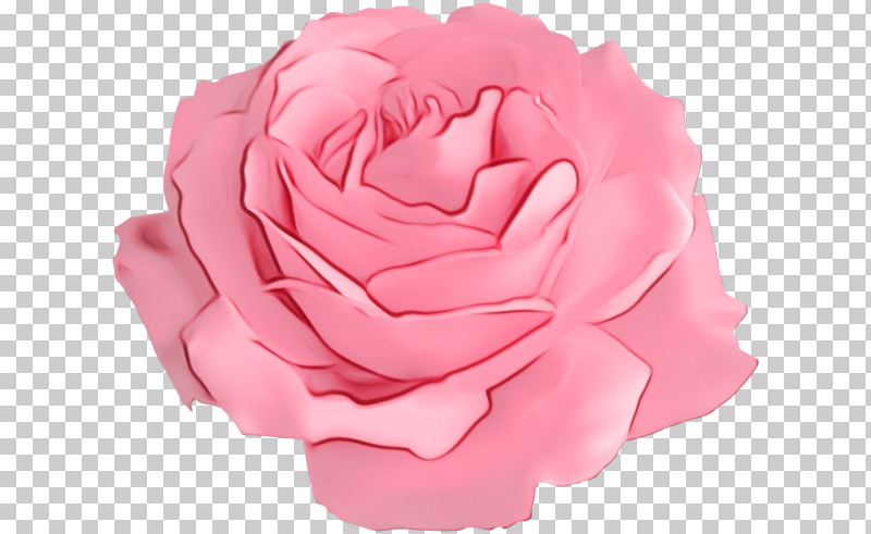 Garden Roses PNG, Clipart, Artificial Flower, Cabbage Rose, Cut Flowers, Dried Flowers, Floribunda Free PNG Download
