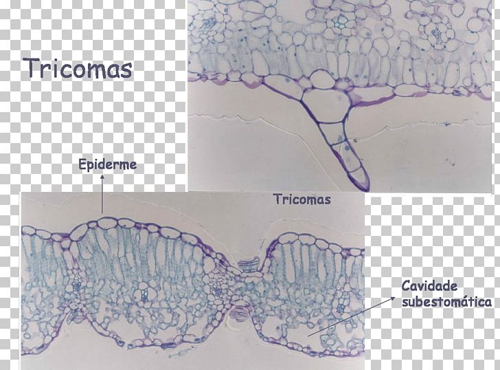 Epidermis Trichome Leaf Abaksiaalsus Anatomy PNG, Clipart, Abaksiaalsus, Anatomy, Aquatic Plants, Asteraceae, Cell Free PNG Download