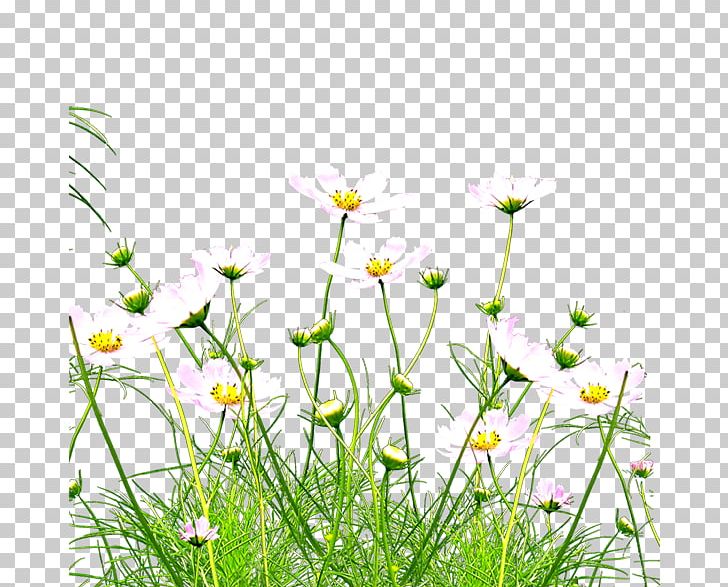 Kunshan Wildflower PNG, Clipart, Chrysanthemum, Computer Wallpaper, Daisy, Daisy Family, Download Free PNG Download