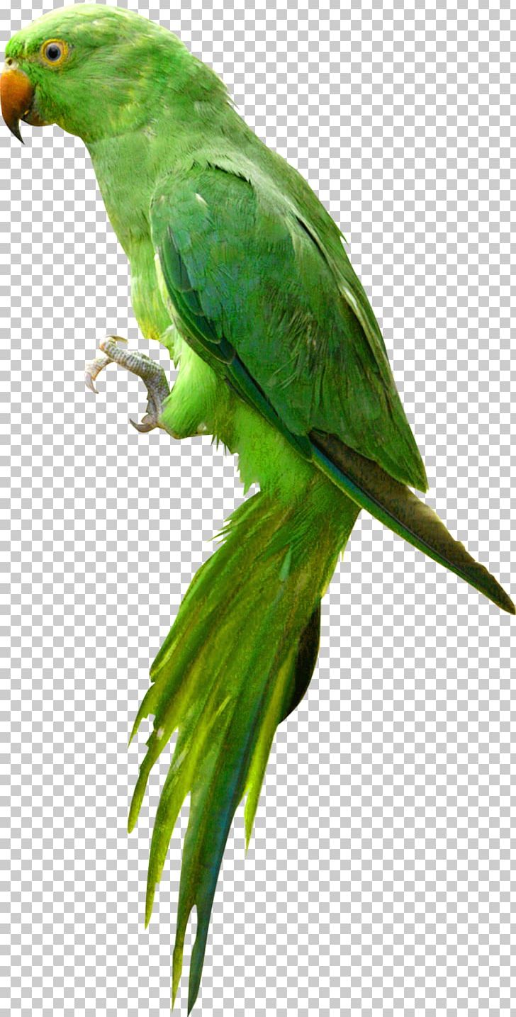 Parrot Bird PNG, Clipart, Animals, Background Green, Beak, Common Pet Parakeet, Cute Animals Free PNG Download