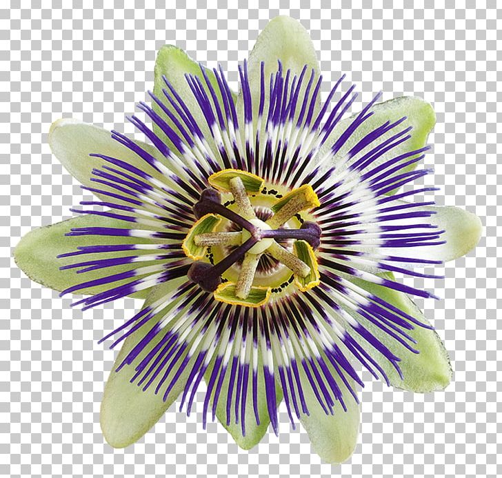 Purple Passionflower Levenspassie Nervousness Giant Granadilla Passion Fruit PNG, Clipart, Acceleration, Alle, Climaterio, Der, Die Free PNG Download