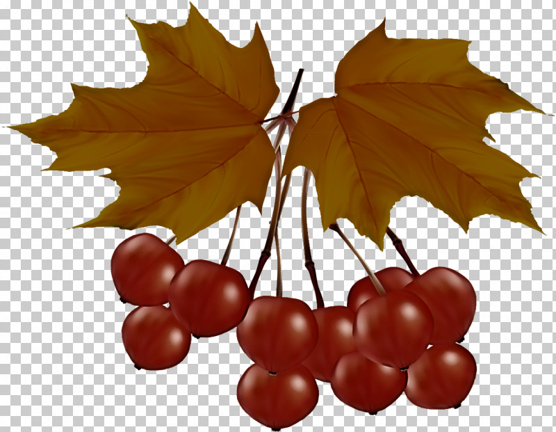 Holly PNG, Clipart, Grape, Grape Leaves, Grapevine Family, Holly, Leaf Free PNG Download