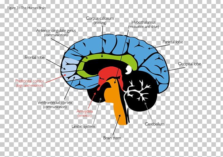 Brain Human Behavior Organism PNG, Clipart, Behavior, Brain, Diagram, Homo Sapiens, Human Behavior Free PNG Download