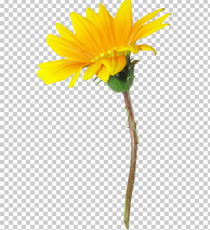 Flower PNG, Clipart, Archive File, Calendula, Cut Flowers, Daisy Family, Download Free PNG Download