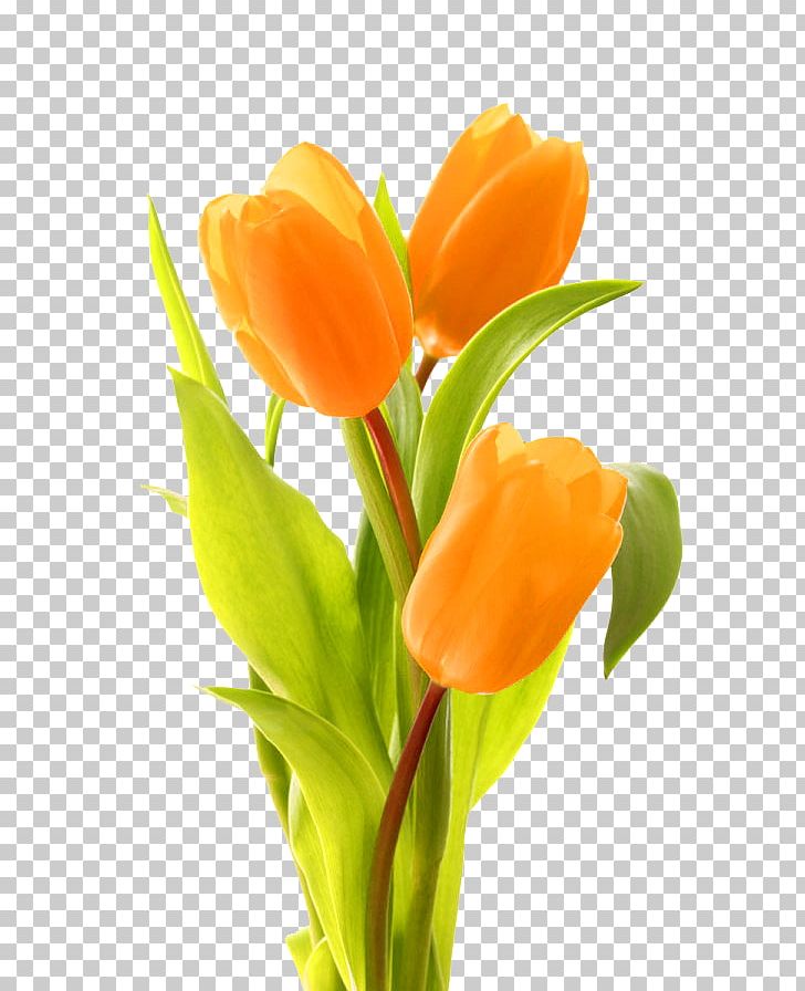 Keukenhof Indira Gandhi Memorial Tulip Garden Bouquet Of Tulips Flower Bouquet PNG, Clipart, Blume, Bouquet, Bouquet Of Tulips, Decorative, Flower Free PNG Download