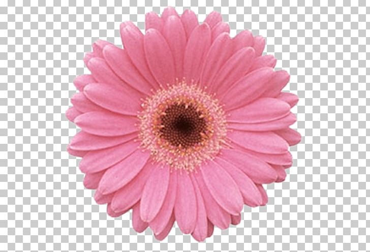 Transvaal Daisy Common Daisy Pink Flowers Floral Design PNG, Clipart, Asterales, Chrysanths, Common Daisy, Cut Flowers, Daisy Free PNG Download