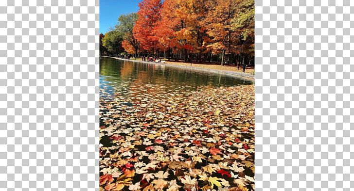 Water Resources Leaf PNG, Clipart, Autumn, Flora, Leaf, Plant, Rusty Lake Paradise Free PNG Download