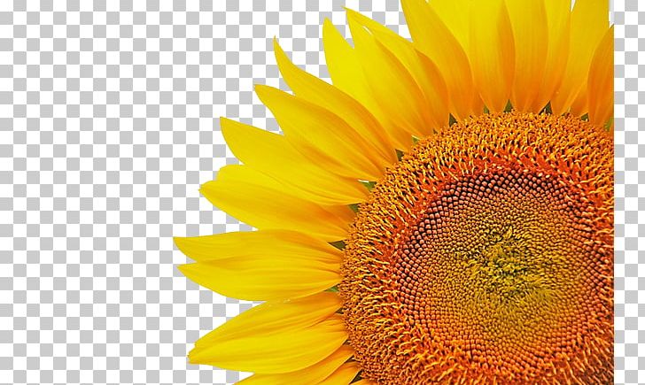 Common Sunflower Icon PNG, Clipart, Daisy Family, Euclidean Vector, Flower, Flowering Plant, Flowers Free PNG Download