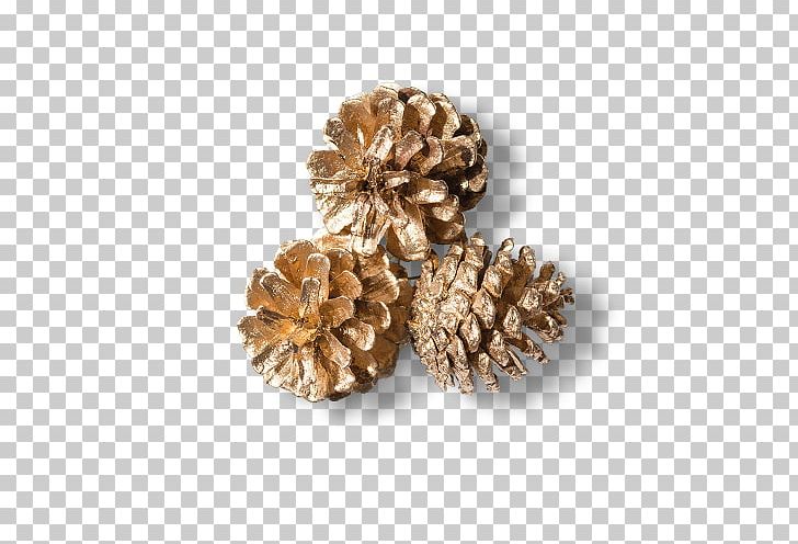Conifer Cone Scalable Graphics PNG, Clipart, Computer Icons, Cone, Conifer Cone, Conifers, Dried Free PNG Download