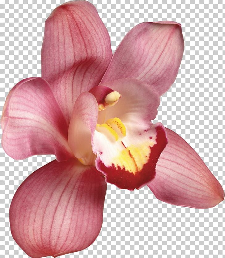 Cut Flowers Moth Orchids Cattleya Orchids PNG, Clipart, Cattleya, Cattleya Orchids, Cut Flowers, Flower, Flowering Plant Free PNG Download