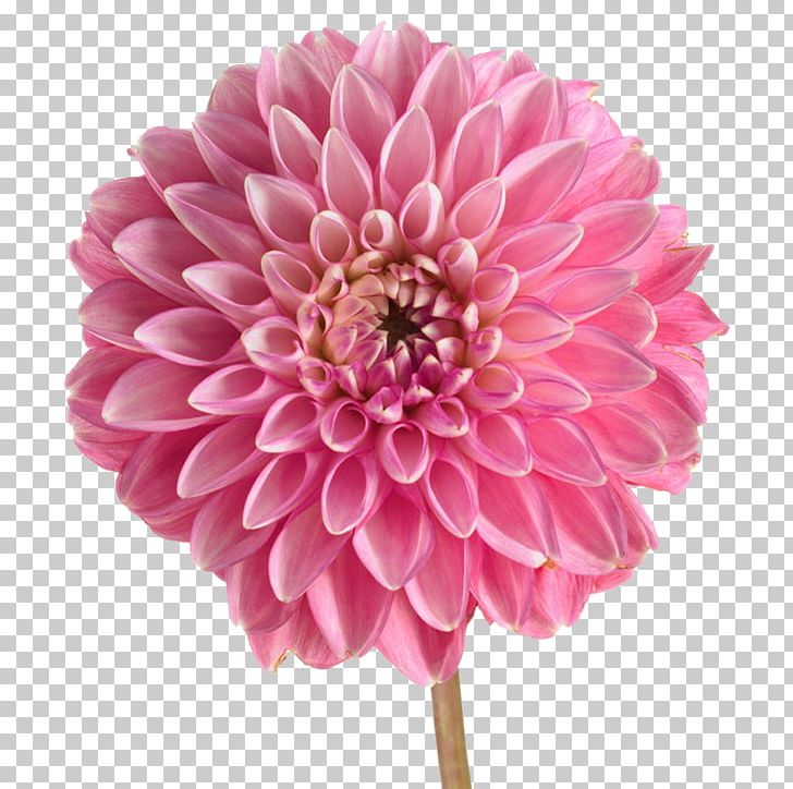 Dahlia Stock Photography Pink Flowers PNG, Clipart, Artificial Flower, Chrysanths, Cut Flowers, Dahlia, Daisy Family Free PNG Download