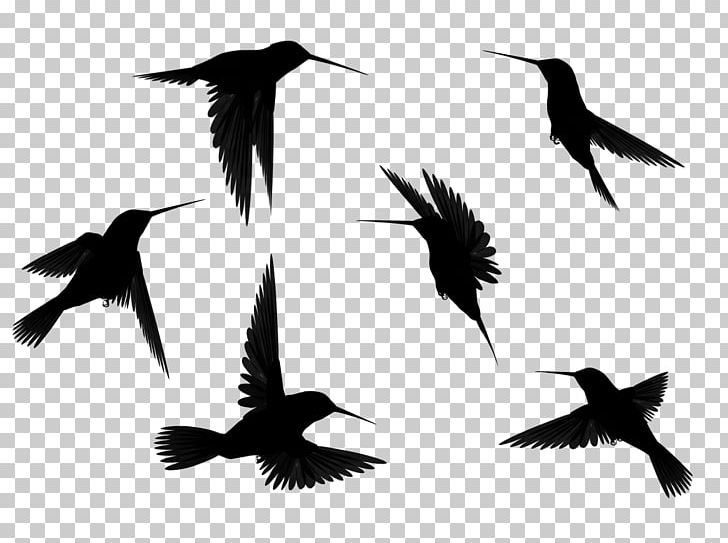 Hummingbird Flight Silhouette PNG, Clipart, Animal Migration, Animals, Art, Beak, Bird Free PNG Download